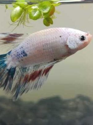 Betta Macho Esmerauda 3-5cm
