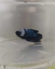 Betta Macho Palhaço Placate 3-5cm
