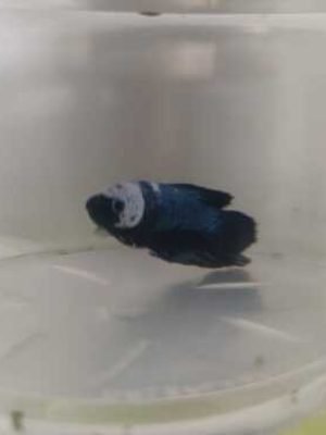 Betta Macho Palhaço Placate 3-5cm