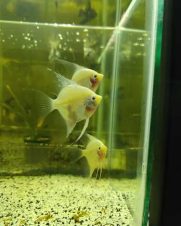 Acara Bandeira Fantasma 4-5cm Acara Bandeira Fantasma 4-5cm