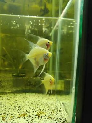 Acara Bandeira Fantasma 4-5cm