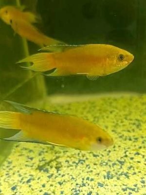 Paraíso Bronze 3-5cm