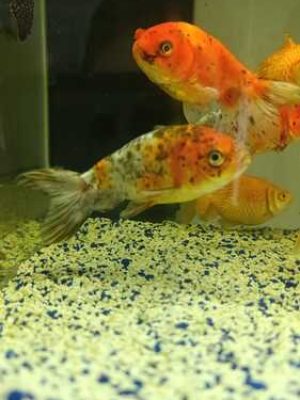 Kinguio Ranchu Calico 6-9cm