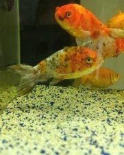 Kinguio Ranchu Calico 6-9cm