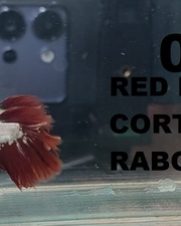 Betta Macho Linhagem DESCARTE 3-5cm