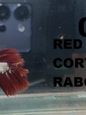 Betta Macho Linhagem DESCARTE 3-5cm