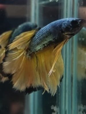 Betta Macho Dragon Yellow 4-6cm
