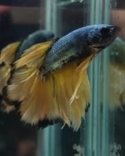 Betta Macho Dragon Yellow 4-6cm
