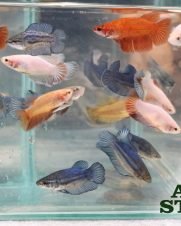 Betta Fêmea Splendens 3-5cm