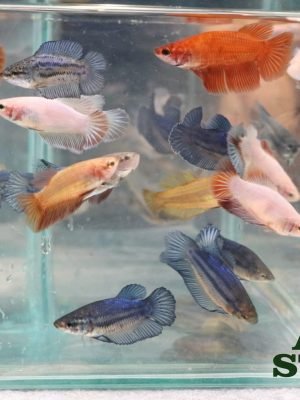 Betta Fêmea Splendens 3-5cm