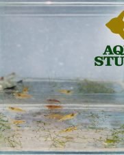 Camarão Neocaridina Misto 1-2cm