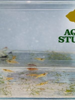 Camarão Neocaridina Misto 1-2cm