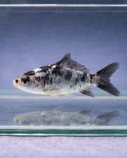 Carpa Colorida 3-6cm