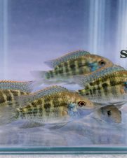 Green Terror 3-6cm Green Terror 3-6cm