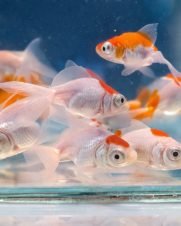 Kinguio Telescópio 3-5cm