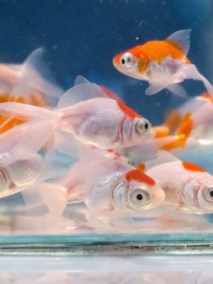 Kinguio Telescópio 3-5cm