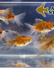 Kinguio Comum Calico 3-5cm