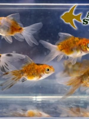 Kinguio Comum Calico 3-5cm