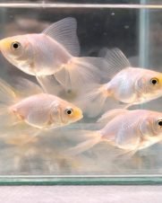 Kinguio Comum Branco 3-5cm