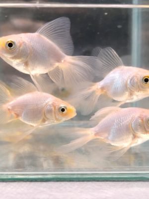 Kinguio Comum Branco 3-5cm