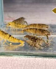Lagosta Filtradora Tigre 3-6cm