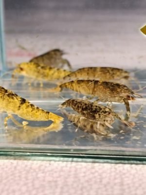 Lagosta Filtradora Tigre 3-6cm