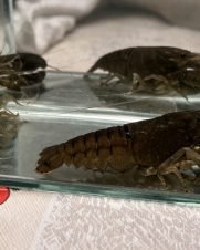 Lagosta Filtradora 6-9cm