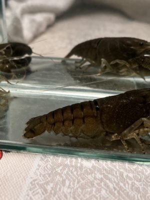 Lagosta Filtradora 6-9cm