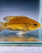 Oscar Tigre Véu 6-9cm