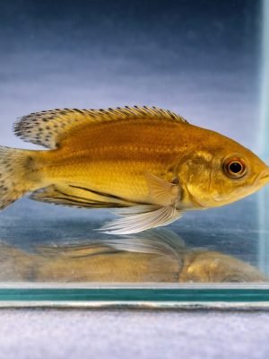 Oscar Tigre Véu 6-9cm