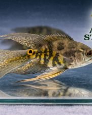 Oscar Tigre Véu 6-9cm