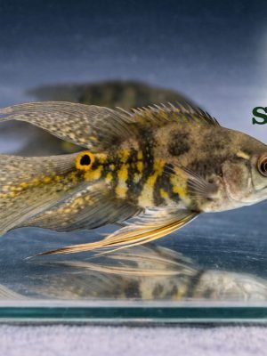 Oscar Tigre Véu 6-9cm