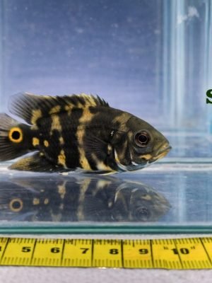 Oscar Bumblebee 6-9cm