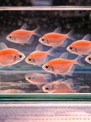 Tetra Monja Rosa 2-3cm