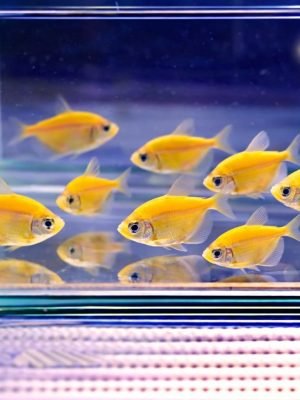 Tetra Monja Amarelo