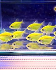 Tetra Monja Verde 2-3cm Tetra Monja Verde 2-3cm