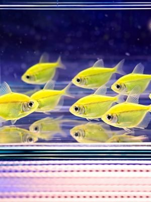 Tetra Monja Verde 2-3cm