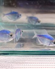 Tetra Monja Azul 2-3cm Tetra Monja Azul 2-3cm