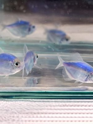 Tetra Monja Azul 2-3cm