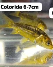 Carpa Colorida 3-6cm