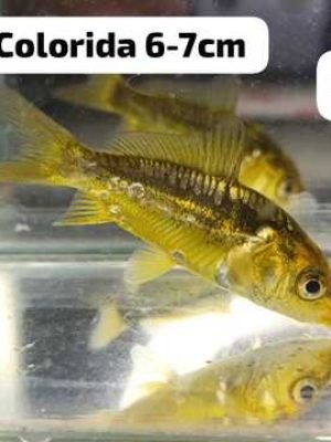 Carpa Colorida 3-6cm