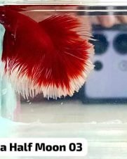 Betta Macho Halfmoon 3-5cm