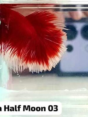 Betta Macho Halfmoon 3-5cm