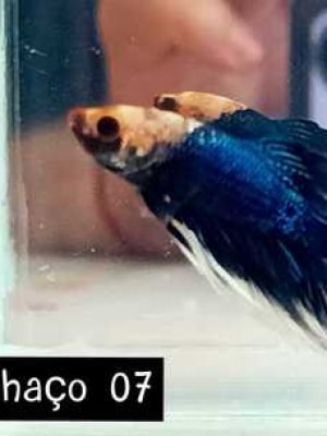 Betta Macho Palhaço 3-5cm