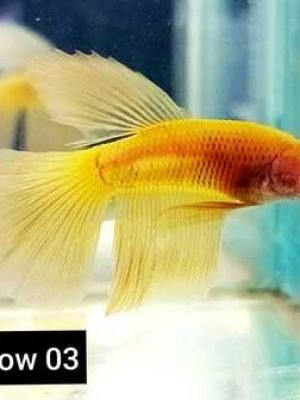 Betta Macho Splendens Yellow 3-5cm