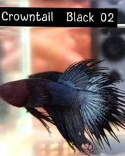 Betta Macho Crowntail Black 3-5cm