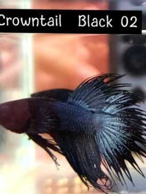 Betta Macho Crowntail Black 3-5cm