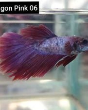 Betta Macho Dragon Rosa 2-4cm