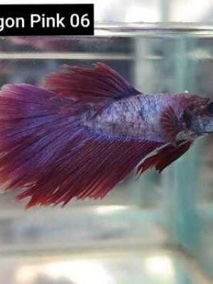 Betta Macho Dragon Rosa 2-4cm