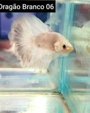 Betta Macho Dragon Branco 4-6cm